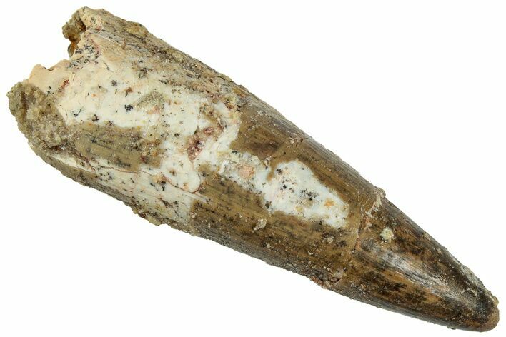 Real Fossil Spinosaurus Tooth - Premax Tooth #311268